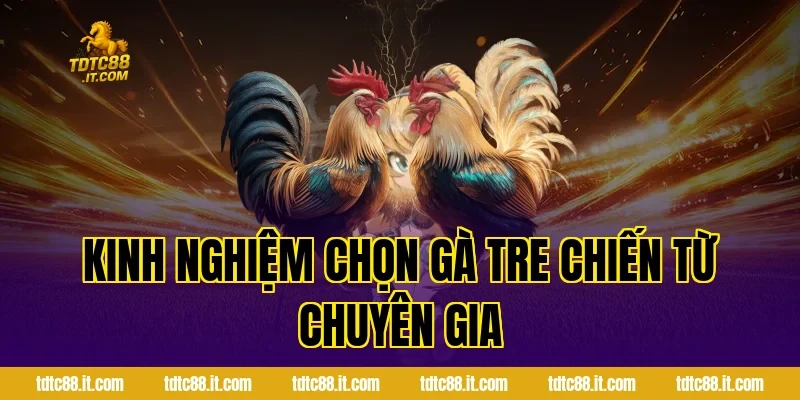 Đá Gà Tre TDTC – Đặc Điểm Và Kinh Nghiệm Chọn Gà Hiệu Quả 2 Kinh Nghiệm Chọn Gà Tre Chiến Từ Chuyên Gia