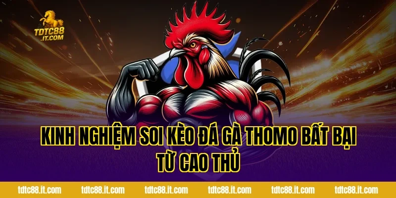 Đá Gà Thomo TDTC – Trường Gà Nổi Tiếng Campuchia Cho Tân Thủ 5 Kinh nghiệm soi kèo đá gà Thomo bất bại từ cao thủ
