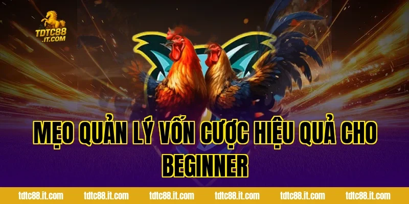 Luật Đá Gà Online Chuẩn Nhất Cho Người Mới Tại Nhà Cái TDTC 4 Mẹo quản lý vốn cược hiệu quả cho beginner