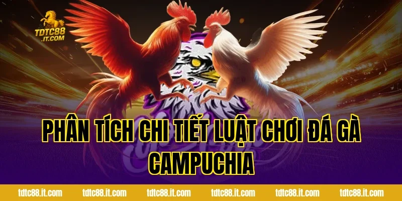 Đá Gà Campuchia TDTC – Trường Gà Nổi Tiếng Và Luật Chơi 3 Phân Tích Chi Tiết Luật Chơi Đá Gà Campuchia