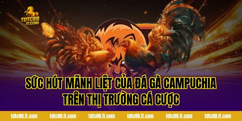 Đá Gà Campuchia TDTC – Trường Gà Nổi Tiếng Và Luật Chơi 1 Sức Hút Mãnh Liệt Của Đá Gà Campuchia Trên Thị Trường Cá Cược