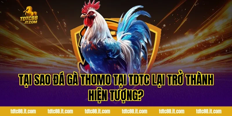 Đá Gà Thomo TDTC – Trường Gà Nổi Tiếng Campuchia Cho Tân Thủ 1 Tại sao đá gà Thomo tại TDTC lại trở thành hiện tượng?